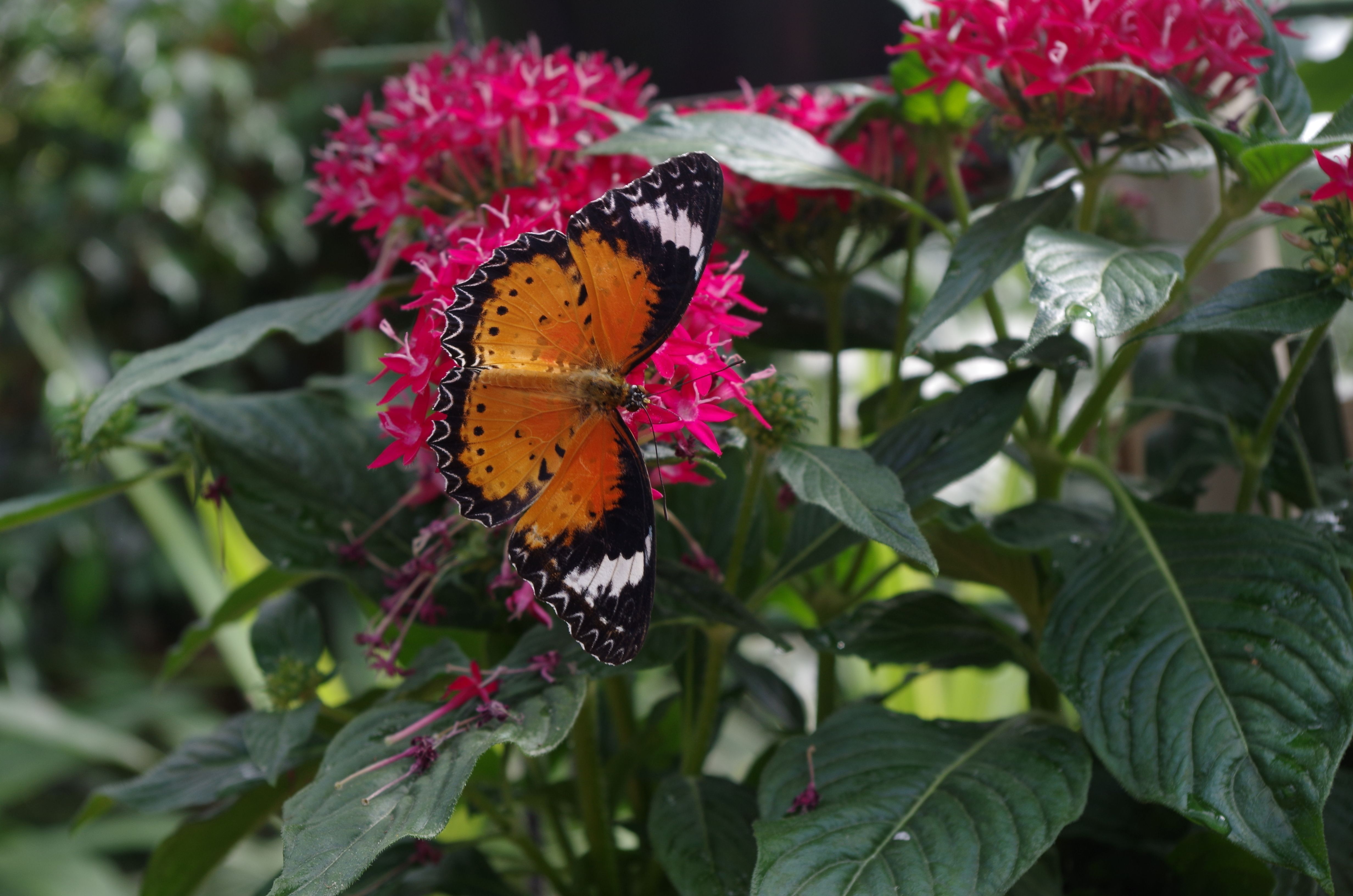 jardin des Papillons Hunawihr (Alsace)